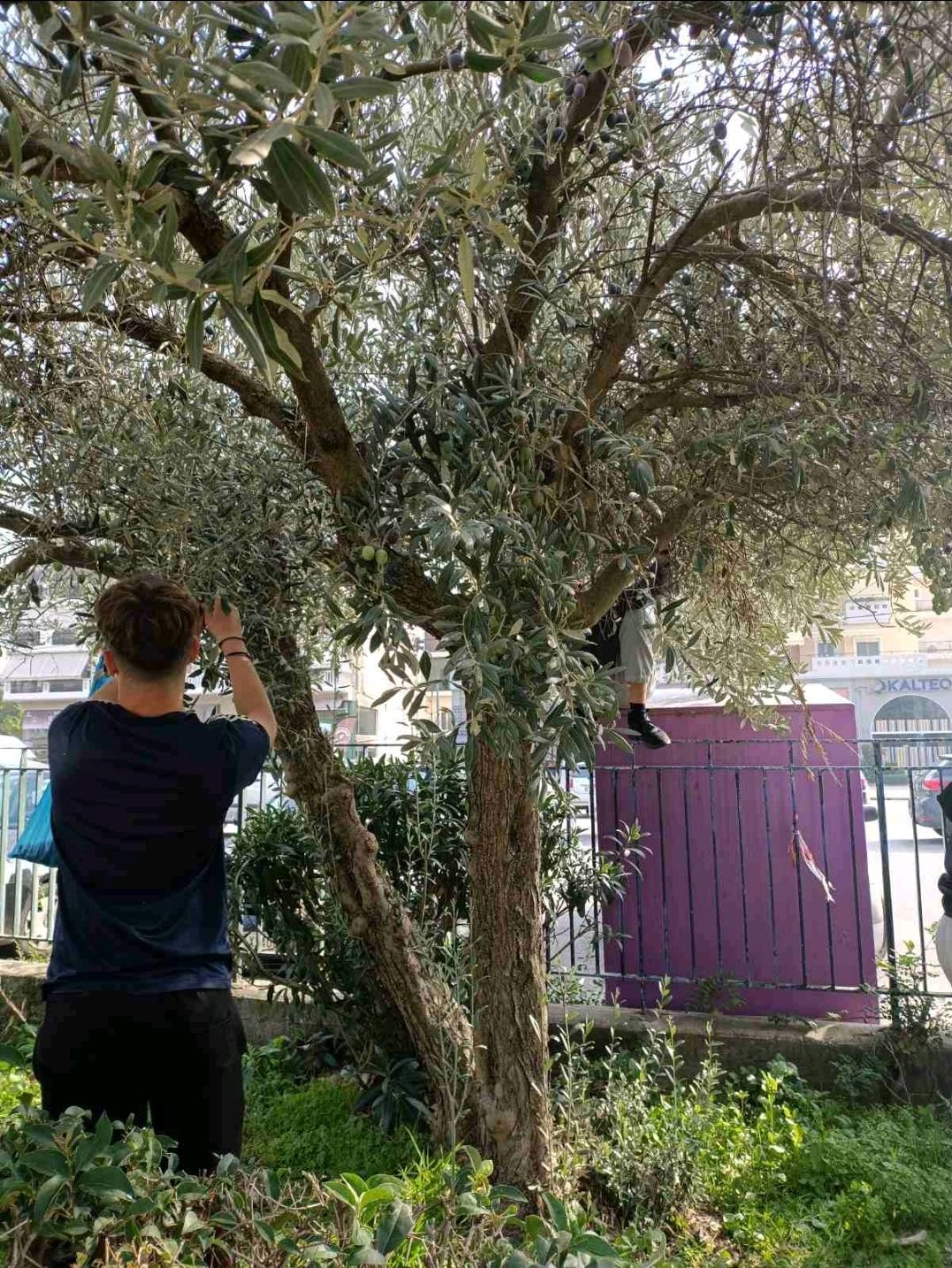 Συγκομιδή Ελιάς στο 3ο Γυμνάσιο Λάρισας!